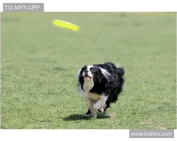 成都飞盘队在极限运动世界杯中的逆袭之路与荣耀时刻 成都飞盘队在极限运动世界杯中的逆袭之路与荣耀时刻